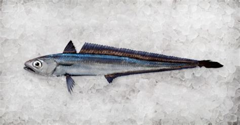 hoki fish|What Is Hoki .